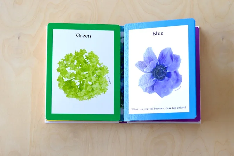 Rainbows In Bloom: Discovering Colors with Flowers